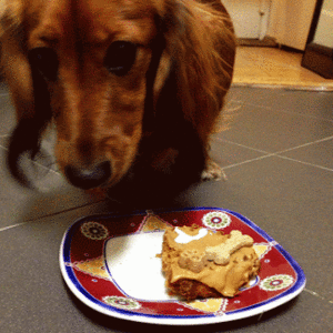 Baby GIF. Baby Pa Gifs Reactie  Meme Reddit Aww Imgur Ouderschap Ouders Geanimeerde s Reactie s 