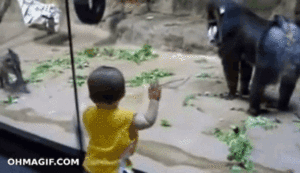 Baby GIF. Dieren Grappig Wandelen Baby Gifs Lopend Aap Ge&iuml;nteresseerd Schrik Baviaan 