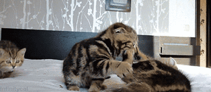 Baby GIF. Baby Skateboarden Gifs Skateboard 
