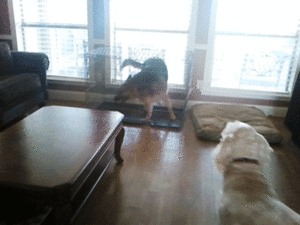 Baby GIF. Baby Engel Prinses Gifs Miss een Jia Gif: missen Ik bracht 80 jaar het verplaatsen 