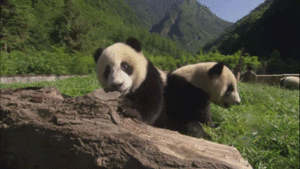 Baby GIF. Baby Gifs  Lachend Vallend Aziaat Wet school Voorjaarsvakantie 1l Lawblr Moe gif Kort 