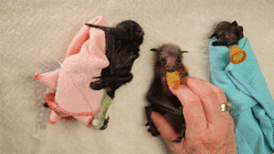 Baby GIF. Baby Gifs Gelukkige verjaardag Freecocaine Ava gardner 