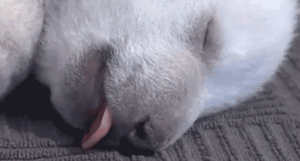 Baby GIF. Baby Gifs Vos Animatie overheersing highdef Animatie overheersing Vos adhd Uitdrukking Vi 