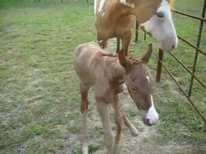 Baby GIF. Dansen Baby Gifs Dans Moderne dans 