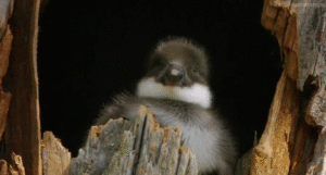 Baby GIF. Meisje Baby Robot Gifs Met Bogen 