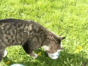 Baby GIF. Dieren Schattig Baby Kinderen Gifs Vogelstand Helper 