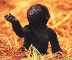 Baby GIF. Baby Gifs Gelukkige verjaardag Freecocaine Ava gardner 