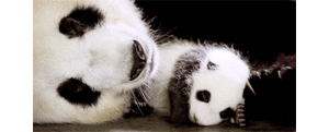 Baby GIF. Baby Gifs Lp Photosets 