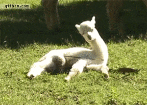 Baby GIF. Dieren Panda Baby Gifs Dragen 