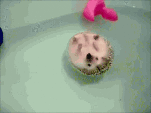 Baby GIF. Dieren Baby Verpleging Gifs Voeden 