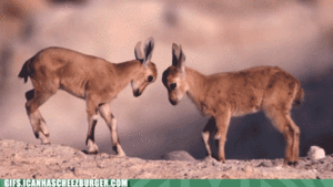 Baby GIF. Baby Gifs Dier Cheezburger Pagina 