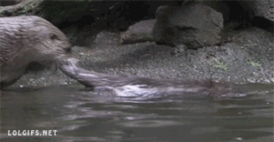 Baby GIF. Dieren Baby Gifs Slaperig Cheetah Knipperen 