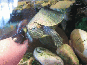 Baby GIF. Bioscoop Baby Gifs 