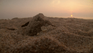 Baby GIF. Baby Eekhoorn Gifs Week Gapende 