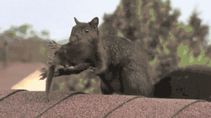 Baby GIF. Bang Baby Memes Gifs Geschokt Verwonderd Gelukkig Glimlachen 