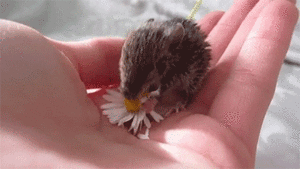 Baby GIF. Tien Baby Tv Gifs Heet Arts die David tennant Tiende arts Dw Tennant Hij is zo schatti 