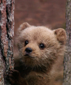 Baby GIF. Dieren Schattig Baby Kat Omhelzing Gifs Youtube Slaap Katje Fotoset Et Schattige dier 