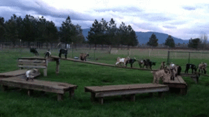 Baby GIF. Dieren Eekhoorns Baby Tijger Gifs Ventilator Bos 