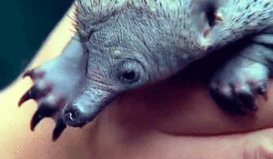 Baby GIF. Schattig Baby Sexy Gifs  &eacute;&eacute;n richting Louis tomlinson Zayn malik Liam payne 