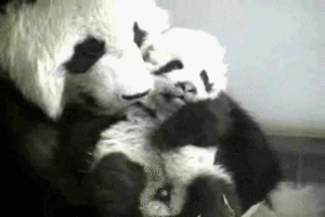 Baby GIF. Dieren Schattig Baby Kinderen Gifs Vogelstand Helper 