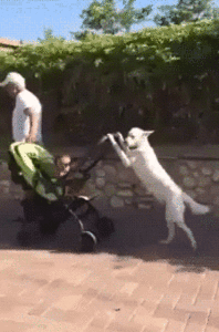 Baby GIF. Dansen Groot Baby Gifs Overwinning Gemengd Droot 