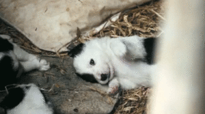 Baby GIF. Baby Geld Gifs Betaaldag 