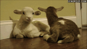 Baby GIF. Schattig Baby Gifs  Gif Vos Animatie overheersing highdef Animatie overheersing Vos adhd 