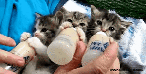Baby GIF. Katten Liefde Baby Kawaii Kat Gifs Plezier 