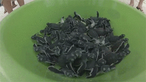 Baby GIF. Dieren Kunst Leeuwen Disney Schattig Baby Gifs Vrij Mooi Aanbiddelijk Hypnotisch Lion 