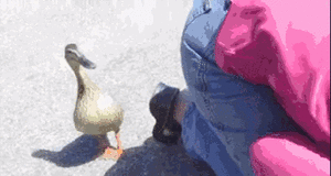 Baby GIF. Dieren Eten Soep Schattig Puppy Baby Ziek Gifs Hond Nom Hongerig Aww Voeden Het eten Voede 