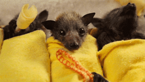 Baby GIF. Schattig Demi lovato Baby Gifs Mooi Lach Aw Schattig gif Lach gif Demi lovato gif Lova 