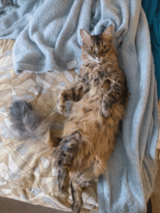 Baby GIF. Baby Engel Prinses Gifs Miss een Jia Gif: missen Ik bracht 80 jaar het verplaatsen 