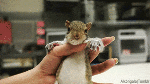 Baby GIF. Baby Gifs  Lachend Vallend Aziaat Wet school Voorjaarsvakantie 1l Lawblr Moe gif Kort 