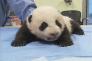 Baby GIF. Cartoons Baby Lol Gifs Plezier Animatie Celebs Gif Animatie overheersing highdef Foxadh 