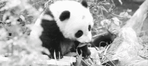 Baby GIF. Dieren Baby Gifs Filmsterren Zooey deschanel  Teef Omgaan Nieuw meisje Jess Lizzy caplan Nemen dat 