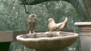 Baby GIF. Baby Gifs Vos Animatie overheersing highdef Animatie overheersing Vos adhd Uitdrukking Vi 