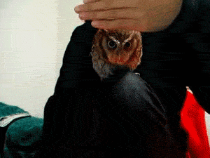 Baby GIF. Baby Lol Gifs Plezier Animatie Celebs Gif Foxadhd Animatie overheersing highdef Cartoon 