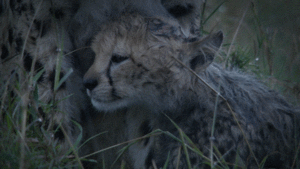 Olifant GIF. Bad Dieren Olifant Baby Gifs 