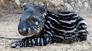 Baby GIF. Merlin Baby Gifs Morgana pendragon Forever snikt hoe vreselijk deze show u behandeld 