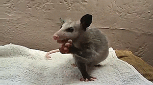 Baby GIF. Liefde Baby Gifs Gif Perfect &eacute;&eacute;n richting Harry stijlen 1d &eacute;&eacute 
