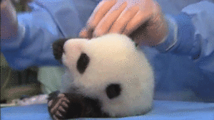 Baby GIF. Interview Artiesten Baby Michael jackson Gifs &amp;#39;70 De mijne Ik zweer dat ik had dit in een be 