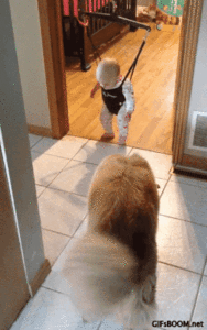 Baby GIF. Grappig Baby Gifs Wtf Haha Zuigeling Grappig s Lol s Haha s Wtf s De baby s 