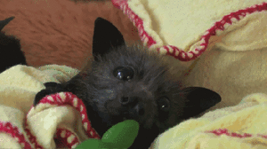 Baby GIF. Dieren Puppy Baby Gifs 