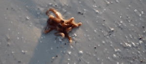 Baby GIF. Vallen Baby Rick Gifs Cartoons en comics Avontuur tijd Cartoon network Bmo Zeepbel Moed 