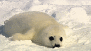 Baby GIF. Baby Gifs Dragen Welp 
