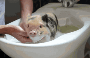 Baby GIF. Dieren Schattig Baby Kat Omhelzing Gifs Youtube Slaap Katje Fotoset Et Schattige dier 