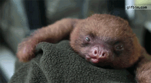 Olifant GIF. Dieren Olifant Baby Gifs Wakker 