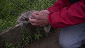 Olifant GIF. Dieren Olifant Baby Gifs Wakker 
