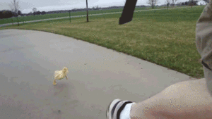 Baby GIF. Baby Gifs Vrolijkheid Blaine anderson 