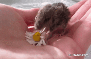 Baby GIF. Dieren Olifant Baby Gifs Obligatie Moeder Gebouw 